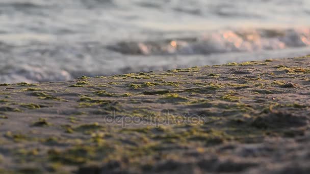 Feet, walking barefoot on wet sandy beaches. — Stock Video