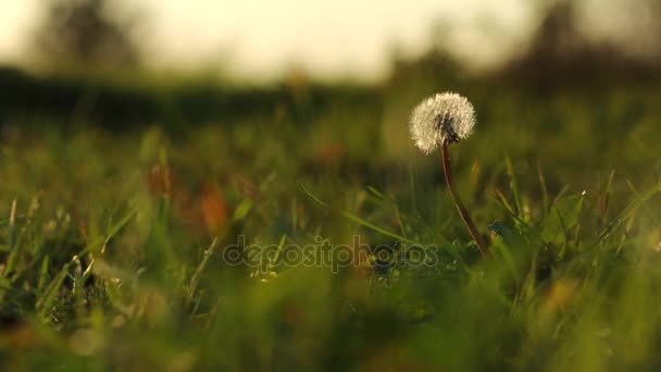 Dandelion in a meadow — Stock Video