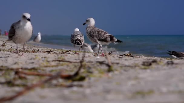 Vogels aan de kust — Stockvideo