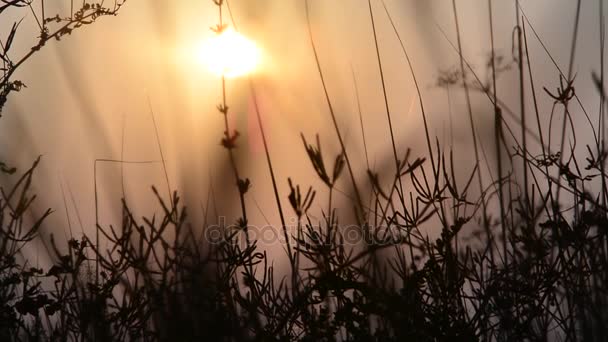 Relva ao pôr-do-sol. Pôr do sol no prado . — Vídeo de Stock
