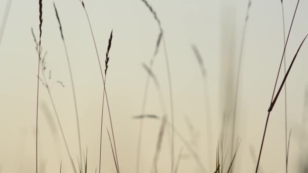 Las hojas de hierba vibrando en el viento. Hierba seca en el viento. La hierba sobre el fondo blanco del cielo. Niebla de la mañana en el prado . — Vídeo de stock