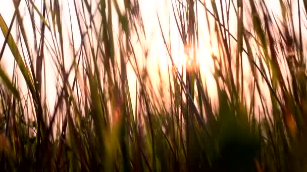 夕暮れ時の草します。牧草地の夕日. — ストック動画