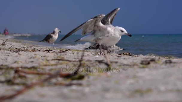 鸟儿在海边 — 图库视频影像
