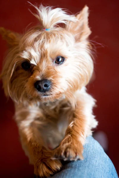 快適な穏やかな表情で小さな子犬 — ストック写真