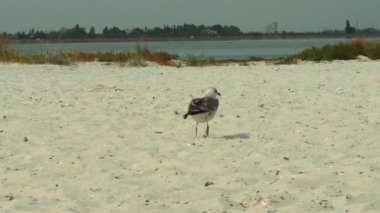 Kuşlar ağır çekim çekim ile sahilde