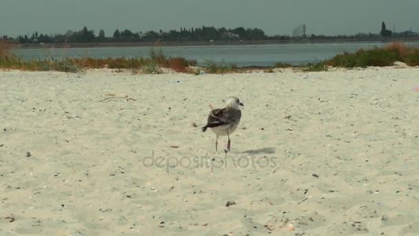 Pássaros na praia com tiro em câmera lenta — Vídeo de Stock