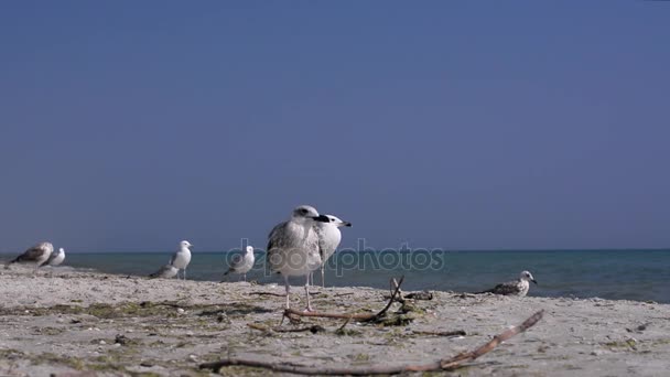 Aves en la costa — Vídeos de Stock