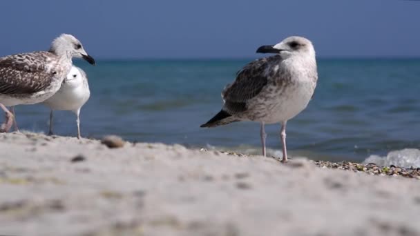 Vögel am Meer — Stockvideo