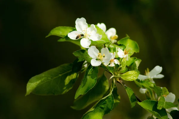 Arborele de primăvară înflorit — Fotografie, imagine de stoc