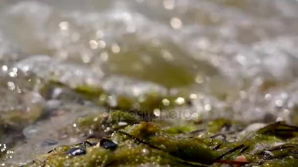 Las olas del mar y la playa de algas y conchas. Espuma de agua de mar. Luz solar en el agua de mar . — Vídeos de Stock