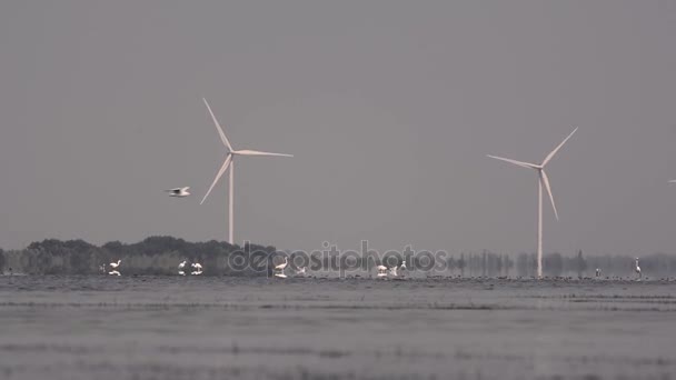 Kuşlar gölün Rüzgar jeneratörleri arka planı üzerinde — Stok video