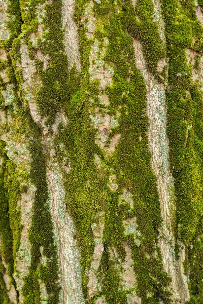 Sfondo della corteccia di un grande albero — Foto Stock