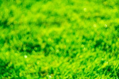 Çiğ çimenlerin üzerinde odak dışında olduğunu