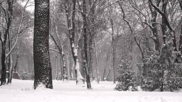 Schneefall in einem Winterpark — Stockvideo