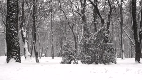 Queda de neve em um parque de inverno em câmera lenta — Vídeo de Stock