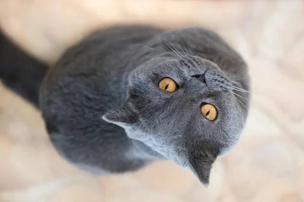 Eine schöne Katze mit großen Augen Stockbild