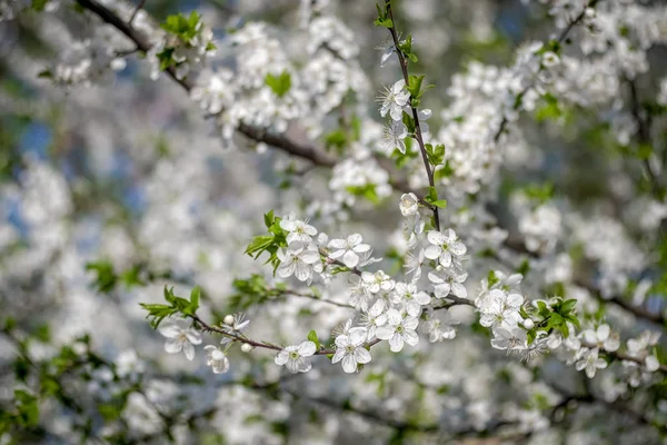 Albicocca fiorita in primavera — Foto Stock