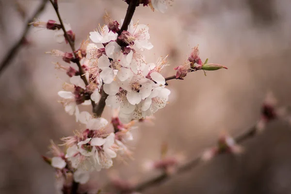 Flowering apricot tree in spring — Stock Photo, Image