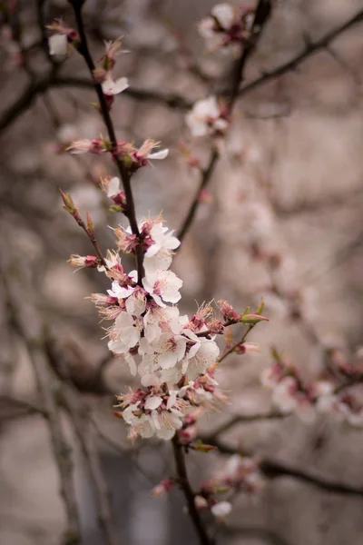 봄에는 살구 꽃 나무 — 스톡 사진