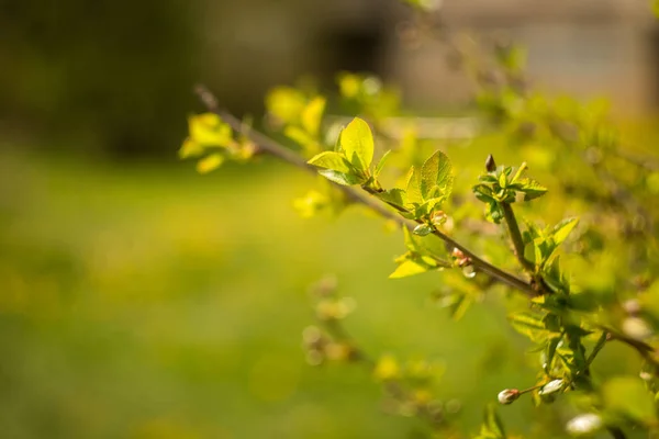 Frunzele de tufiș verde strălucitor în primăvară — Fotografie, imagine de stoc