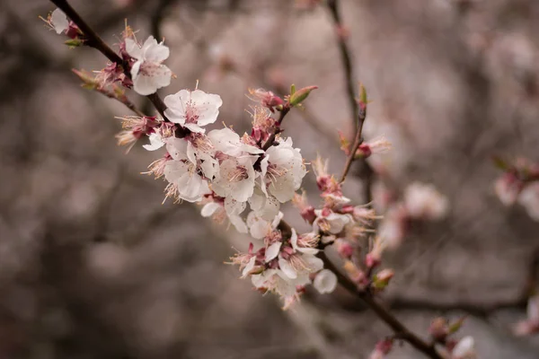 봄에는 살구 꽃 나무 — 스톡 사진