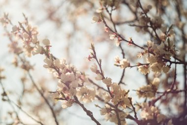 Bahar çiçekli kayısı ağacı