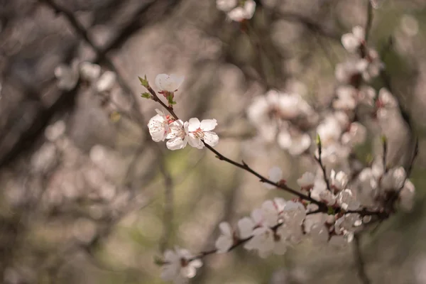 Albicocca con fiori bianchi in primavera — Foto Stock