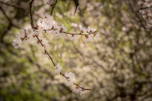 Albicocca con fiori bianchi in primavera — Foto Stock