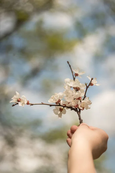 Mano di un bambino con fiori di albicocca — Foto Stock