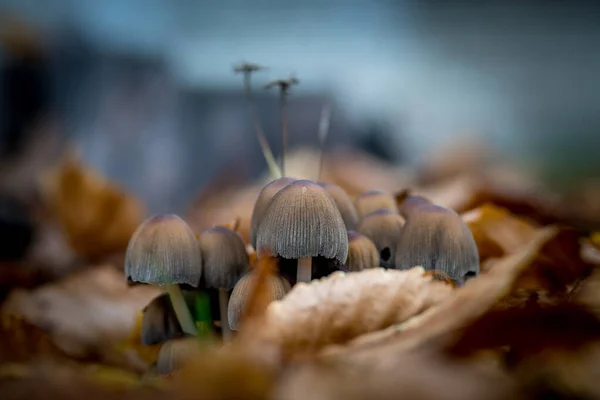 Грибы растут в траве. Ядовитые грибы. — стоковое фото