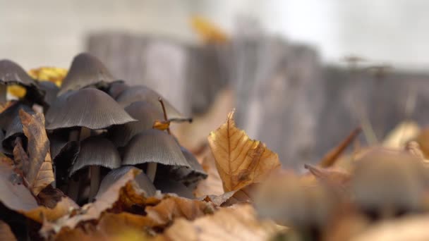 Les champignons poussent dans le feuillage d'automne. Champignons empoisonnés .