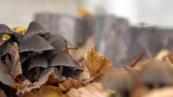 Гриби ростуть осіннім листям. Отруйні гриби . — стокове відео