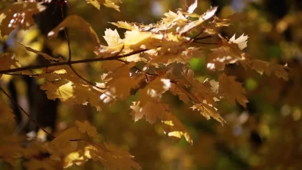 Période automnale de l'année dans la forêt — Video