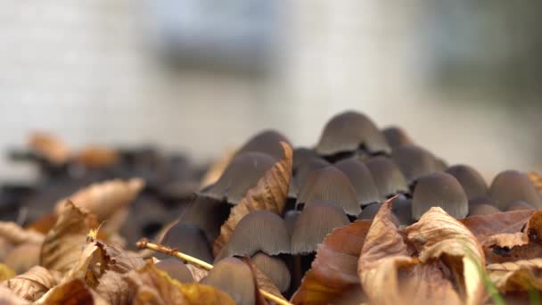 Les champignons poussent dans le feuillage d'automne. Champignons empoisonnés . — Video