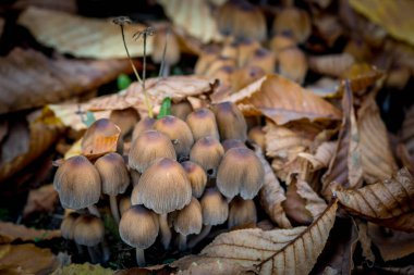 Mantarlar doğada sarı sonbahar yapraklarının arka planında yetişir. Zehirli mantarlar..
