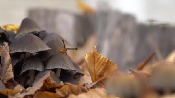 Les champignons poussent dans le feuillage d'automne. Champignons empoisonnés .