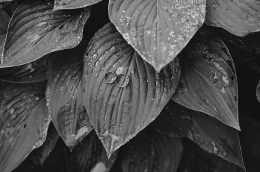 Alyans üzerinde bir yapraklar, takı düğün