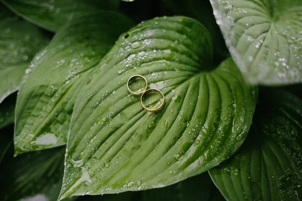 Trouwringen op een bladeren, bruiloft sieraden — Stockfoto