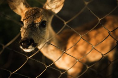 ızgara üzerinde genç geyik