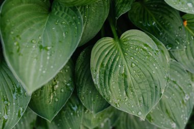 Hosta, yeşil renkli yaprakları