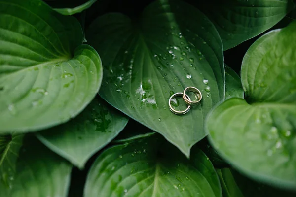 Los anillos de boda en las hojas, la joyería de boda — Foto de Stock