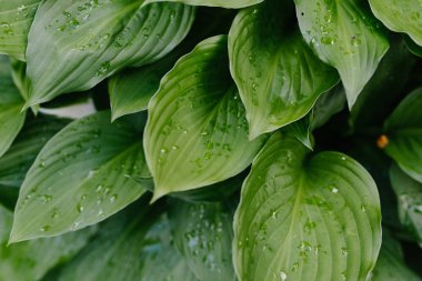 Hosta, yeşil renkli yaprakları