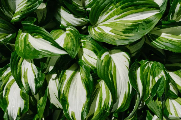 Las hojas de Hosta, fondo verde — Foto de Stock