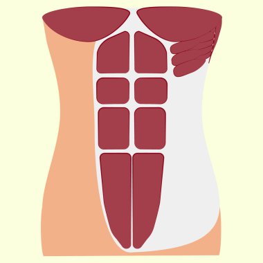 pectoralis major muscle, muscles of chest,  clipart