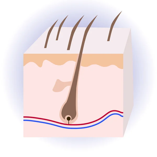 ひと毛髪の構造。解剖学的な記号. — ストックベクタ
