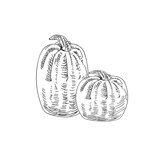 Pumkins de tinta desenhados à mão para o seu design —  Vetores de Stock