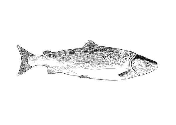 Losos ryby. Ručně kreslené ilustrace. — Stockový vektor