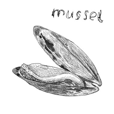 Beyaz arka plan üzerinde çizilmiş midye izole illüstrasyon el oyma vektör