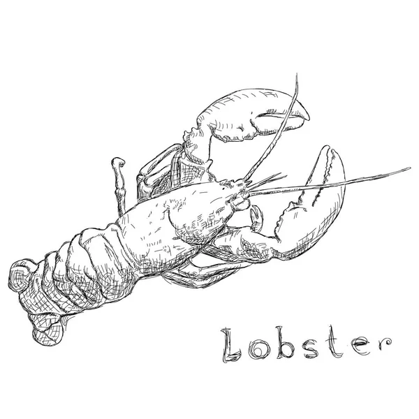 Ilustracja wektorowa styl szkic ręcznie rysowane homara. — Wektor stockowy