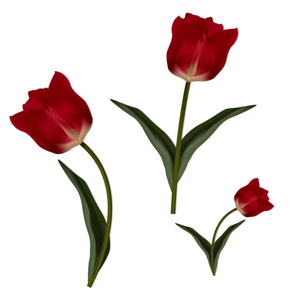 Tulipán květy izolovaný. Vektorové ilustrace — Stockový vektor